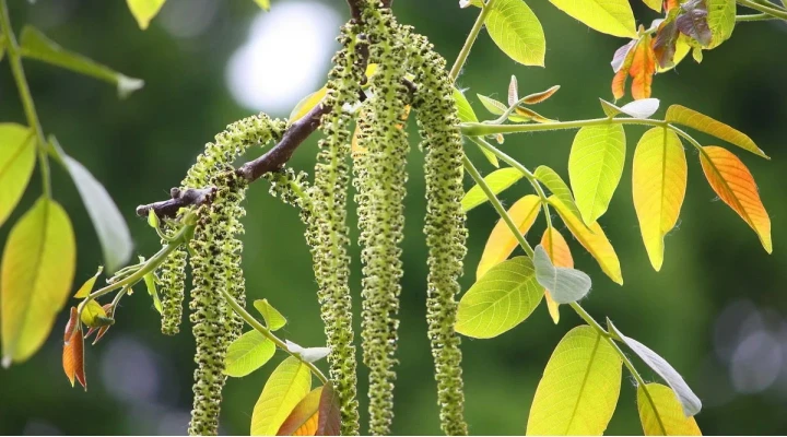 Az allergia oki kezelése: Specifikus immunterápia, allergén vakcináció
